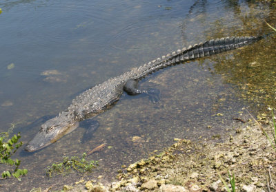 American Alligator
