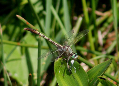 Arigomphus pallidus; Gray-green Clubtail; male