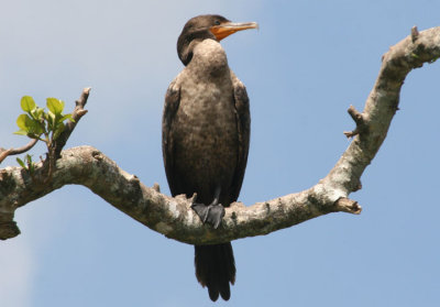 Double-crested Cormorant; immature