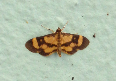 5251.1 - Lygropia fusalis; Crambid Snout Moth species