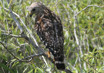 Red-shouldered Hawk