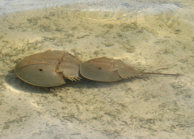 Horseshoe Crabs; mating pair