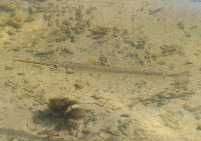 Redfin Needlefish