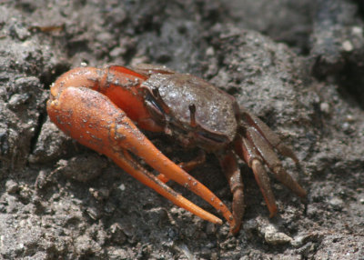 Sand Fiddler; male