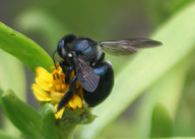 Xylocopa micans; Southern Carpenter Bee; female