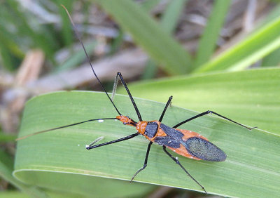 Zelus longipes; Milkweed Assassin Bug