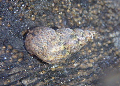 Angulate Periwinkle