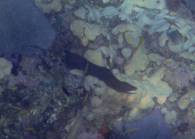 Goldentail Moray Eel