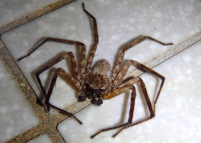 Heteropoda venatoria; Huntsman Spider