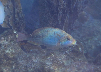 Redband Parrotfish; initial phase