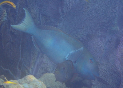 Yellowtail Parrotfish; terminal phase