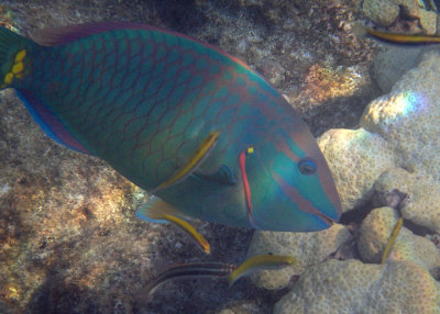 Stoplight Parrotfish; terminal phase