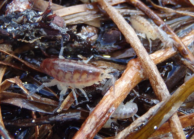 Talitridae Beach Hopper species