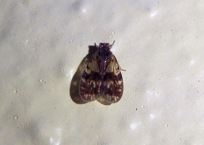Bothriocera transversa; Ciixid Planthopper species