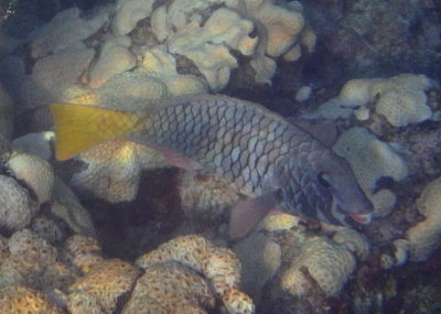 Yellowtail Parrotfish; initial phase