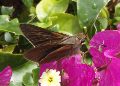 Asbolis capucinus; Monk Skipper; exotic