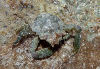 Clinging Crab species