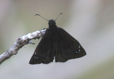 Ephyriades brunneus; Florida Duskywing; male