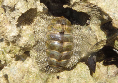 Fuzzy Chiton