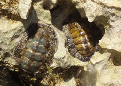 Fuzzy Chitons