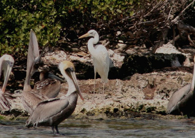 Great Blue Heron; white morph; with Brown Pelicans