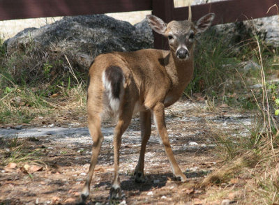 Key Deer; buck