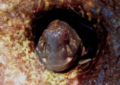 Molly Miller Blenny