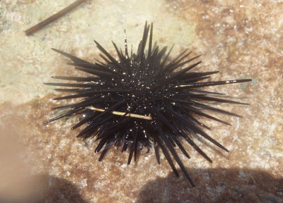 Rock-boring Urchin
