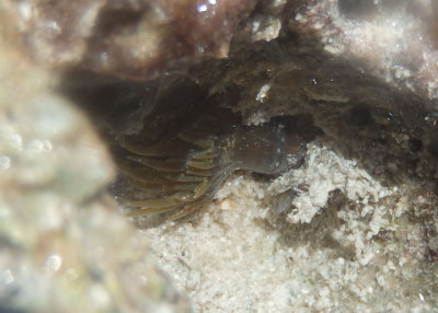 Sea Anemone species