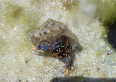 Tricolored Hermit Crab inhabiting Atlantic Modulus shell