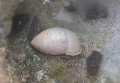 Tricolored Hermit Crab inhabiting Cerion land snail shell