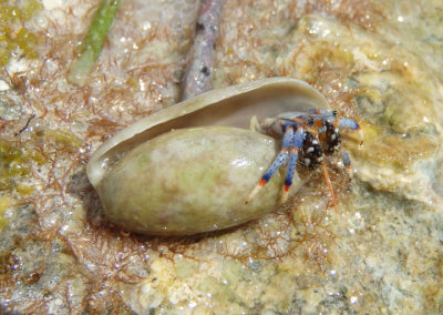 Tricolored Hermit Crab inhabiting Common Atlantic Bubble shell