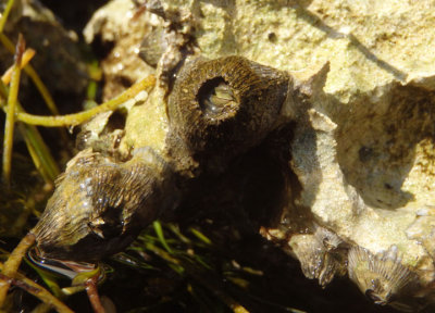 West Indian Volcano Barnacle