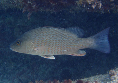 Gray Snapper