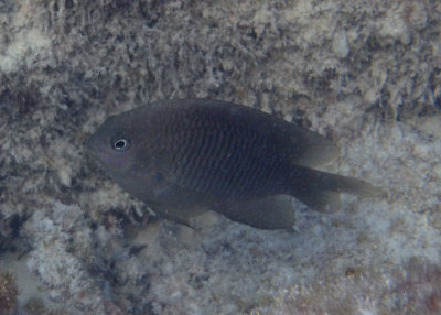 Longfin Damselfish