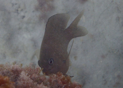 Longfin Damselfish 