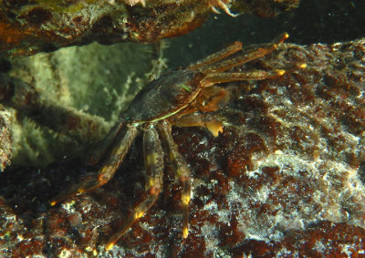 Nimble Spray Crab