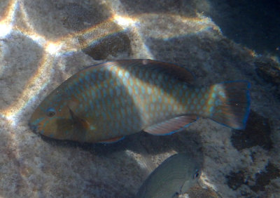 Rainbow Parrotfish; initial phase