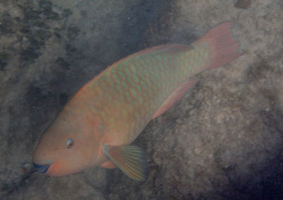 Rainbow Parrotfish; intermediate phase