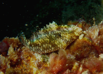 Redband Parrotfish; juvenile