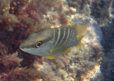 Schoolmaster Snapper; juvenile