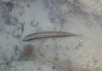 Slippery Dick; juvenile