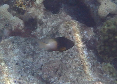 Bicolor Damselfish