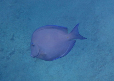 Blue Tang 