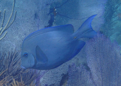 Blue Tang