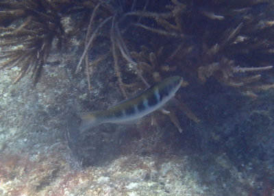 Bluehead; intermediate phase