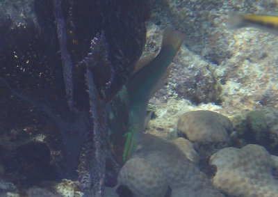 Clown Wrasse; intermediate phase