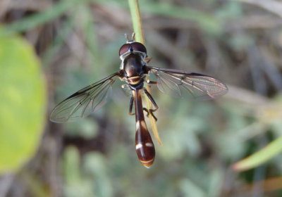 Dioprosopa clavata; Syrphid Fly species; male