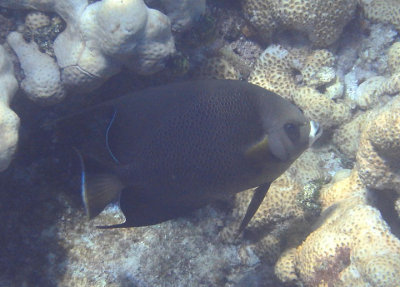 Gray Angelfish