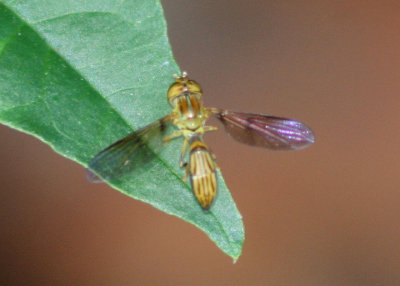 Hybobathus lineatus; Syrphid Fly species